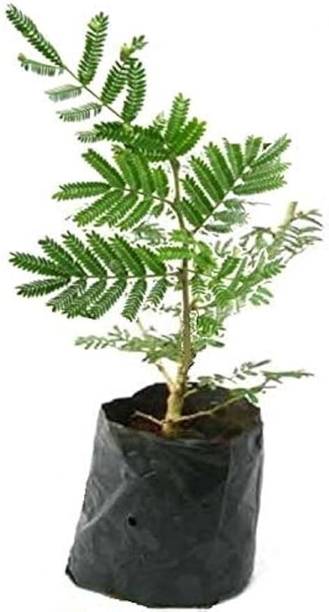 dey and roy Shami/Jand Plant