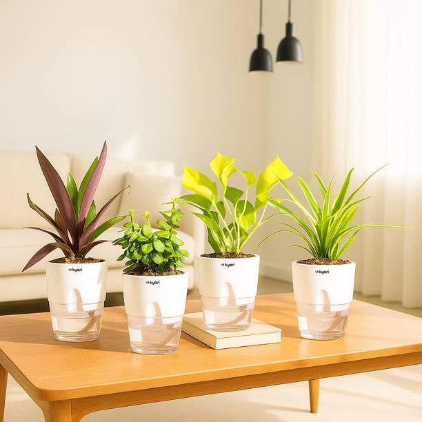 Kyari Jade Plant, Spider Plant, Money Plant