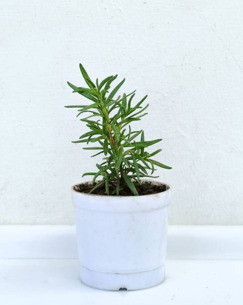 Platone Rosemary Plant