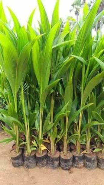 the green dotcom Coconut Plant