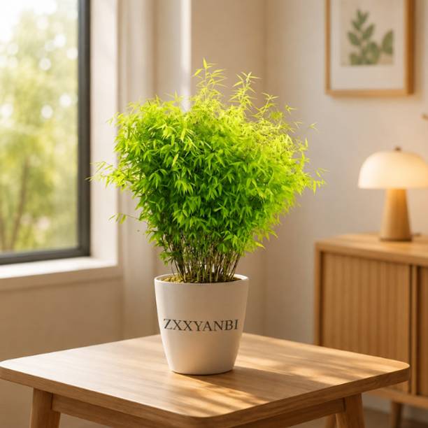 ZXXYANBI Golden Bamboo Plant