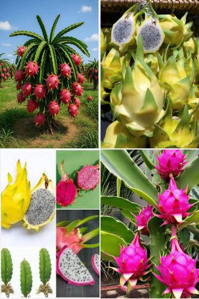BREEZY BLOOMS Dragon Tree