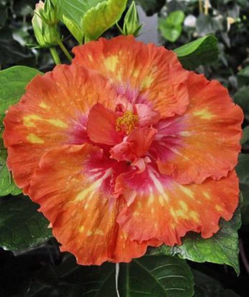 EROANVIA Hibiscus Plant