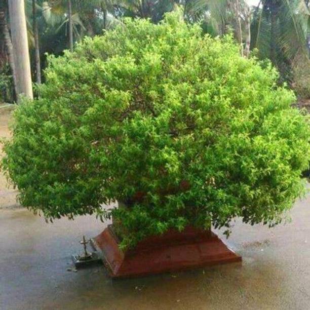 FUEGOASIS Tulsi Plant