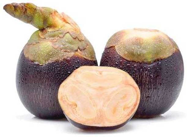 PLANTIFY Coconut Plant