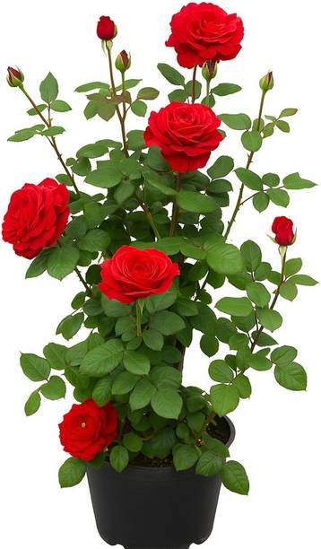 Subhrajit Rose Plant