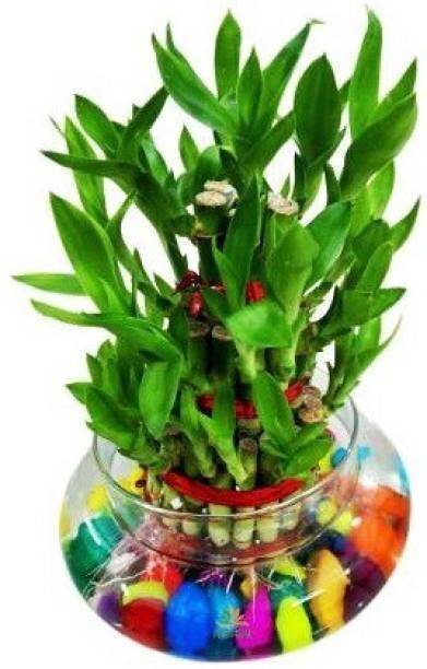SKDIYA Two Layer Bamboo Plant