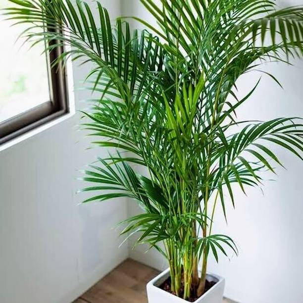 LivePlant Areca Palm