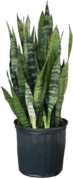 SAIQUALES Snake Plant