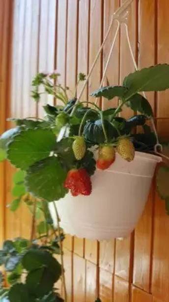 Cloud Farm Strawberry Plant