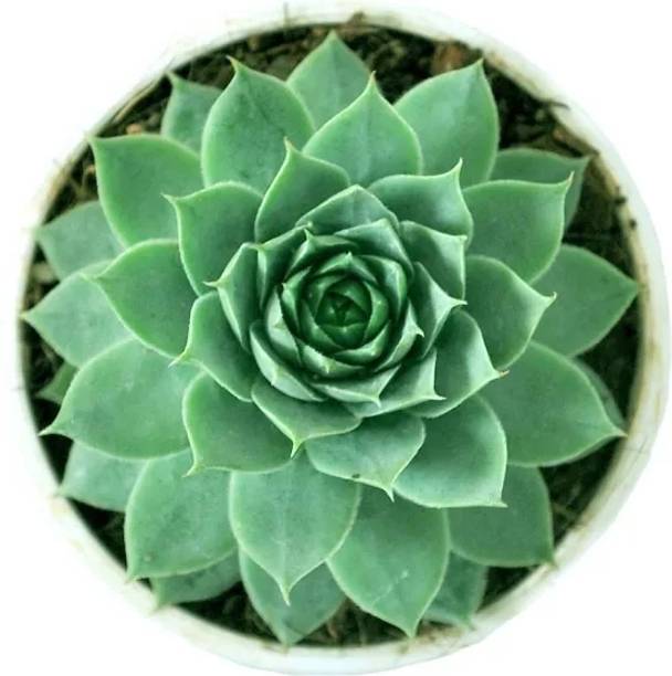 Phulwa Laxmi kamal plant Rosemary Plant