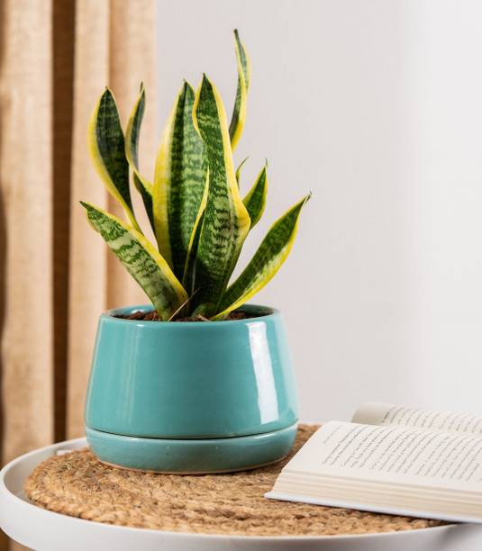 GREENLEAFS Snake Plant
