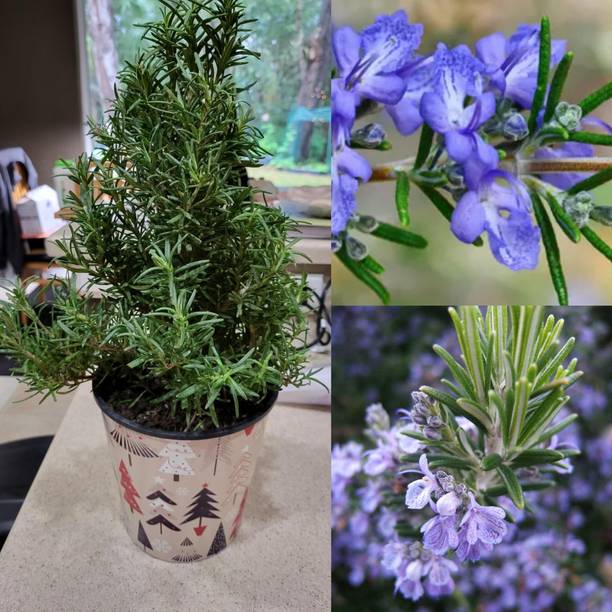 MSPMAKE Rosemary Herb Plant