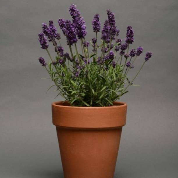 MSPMAKE Oleander Plant