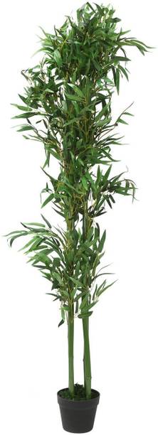 Cloud Farm Two Layer Bamboo Plant