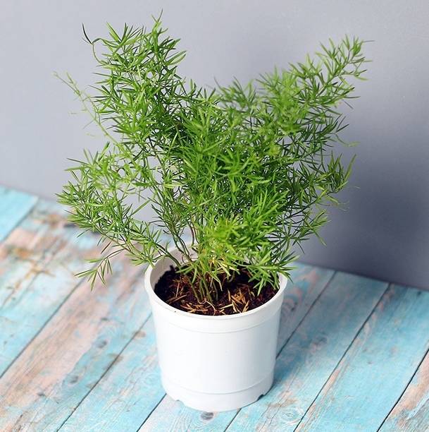 SKDIYA Rosemary Plant