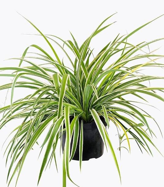 CHITRA ENTERPRISES Spider Plant