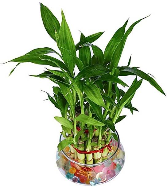 Flora Solutions Two Layer Bamboo Plant