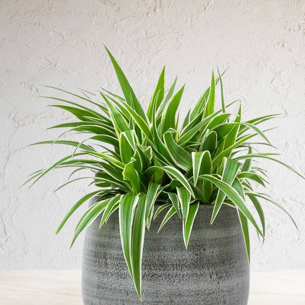 DEY CRAFT Spider Plant
