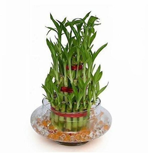 JESAA GREENS Three Layer Bamboo Plant