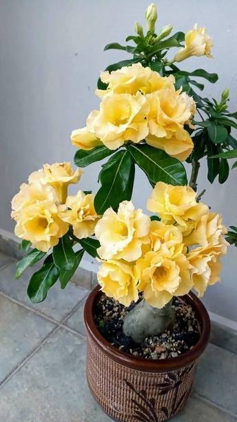 Aclipastal Adenium Plant