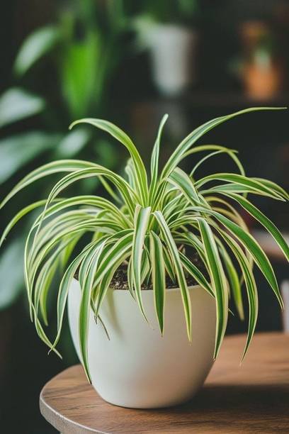 Spideplant Spider Plant