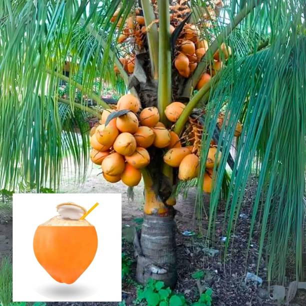 Green view Coconut Plant