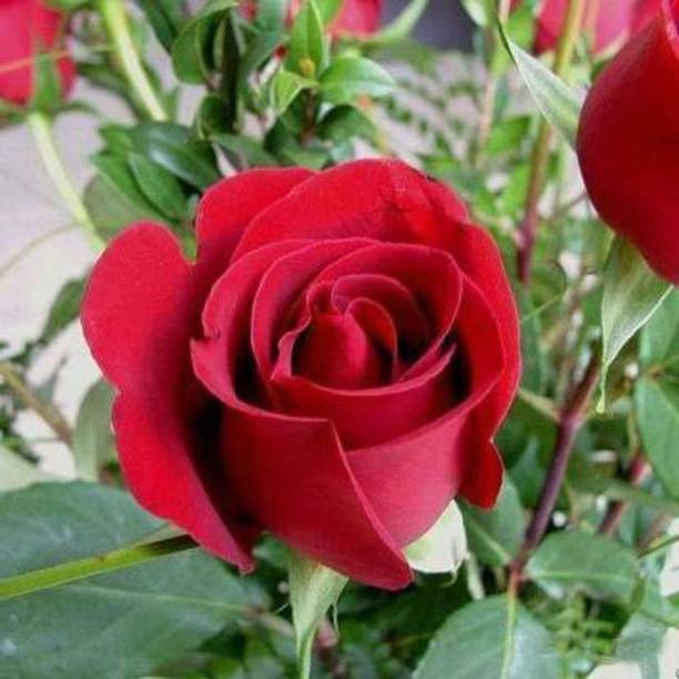 the green dotcom Rose Plant