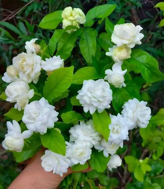 MOGRA JASMINE Jasmine Plant