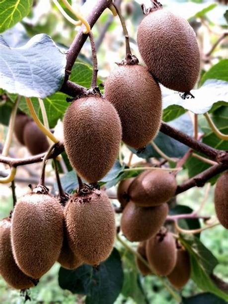 Cloud Farm Kiwi Plant