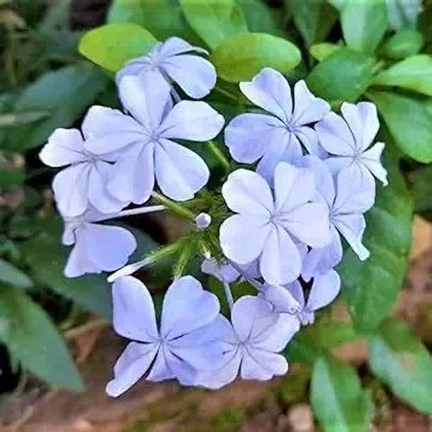 LifeShowMe Plumbago Plant
