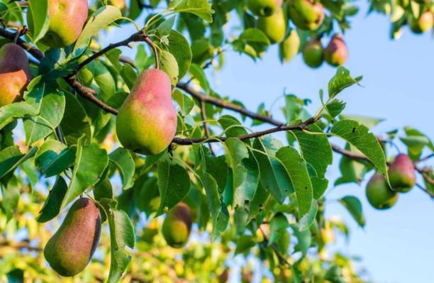 ABC Pear Plant