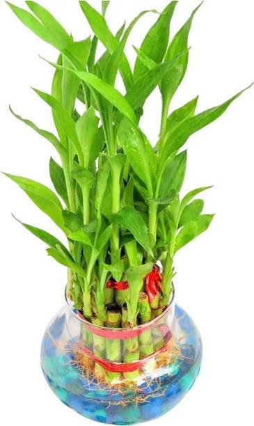 Nainileaf Bamboo Palm Plant