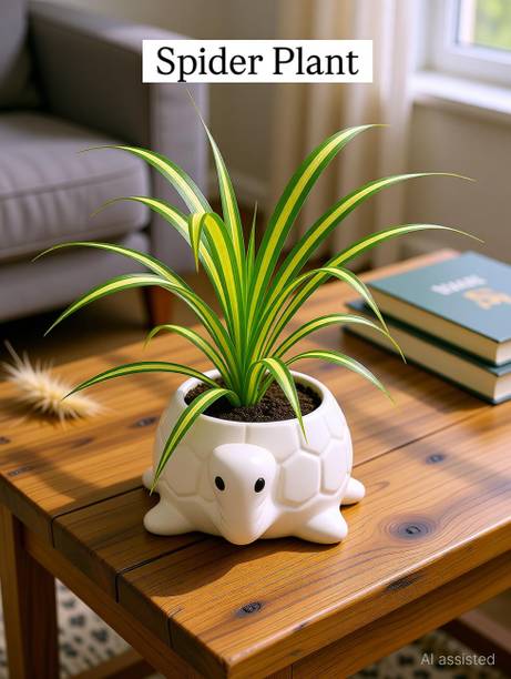 petalandpot Spider Plant