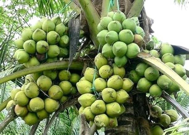 Green view Coconut Plant