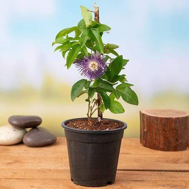 Cloud Farm Puplet Plant