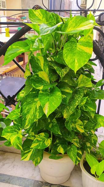 SOMAENTERPRISE Money Plant