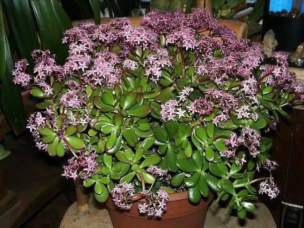 MATARANURSERY Crassula Plant