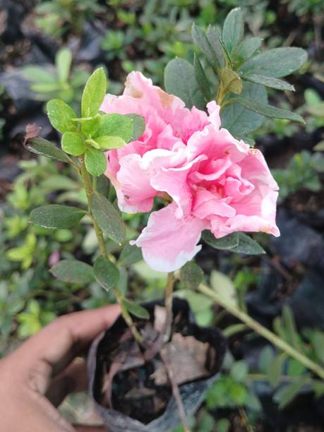 Plant Paradise Co Azalea plant