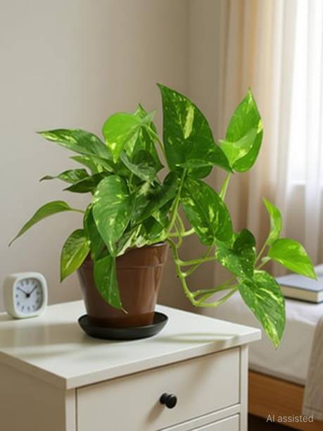 PB honey priya plant Money Plant