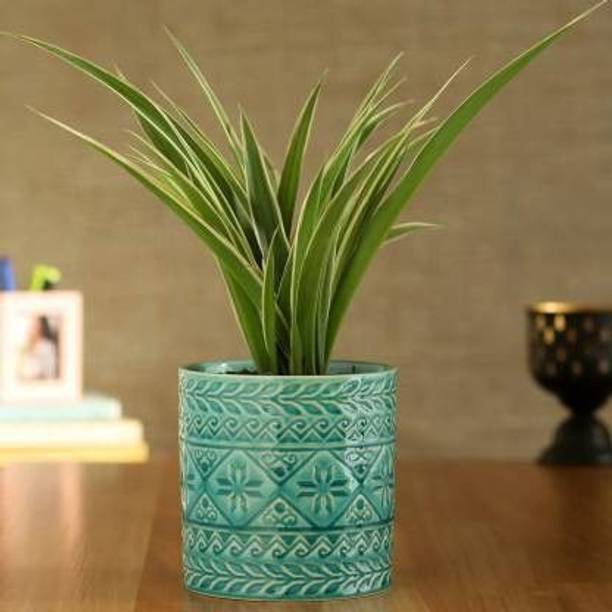 AGNES Spider Plant