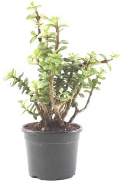 Treeicks Jade Plant