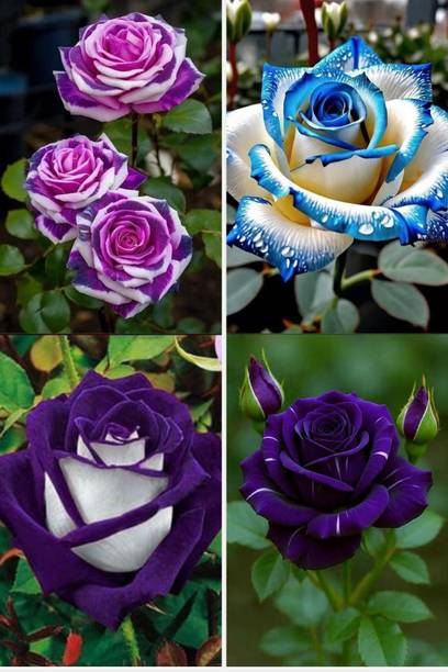 Cloud Farm Rose Plant