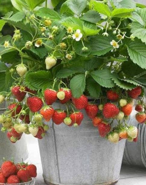 Winter down strawberry Strawberry Plant