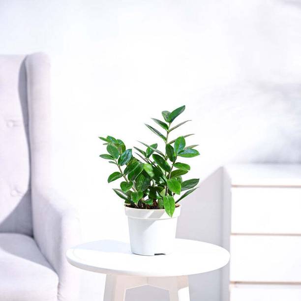 Plantoos By Ugaoo ZZ Plant