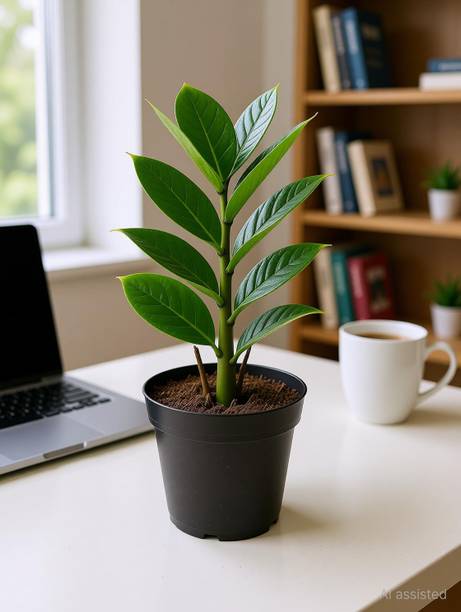 Cloud Farm ZZ Plant