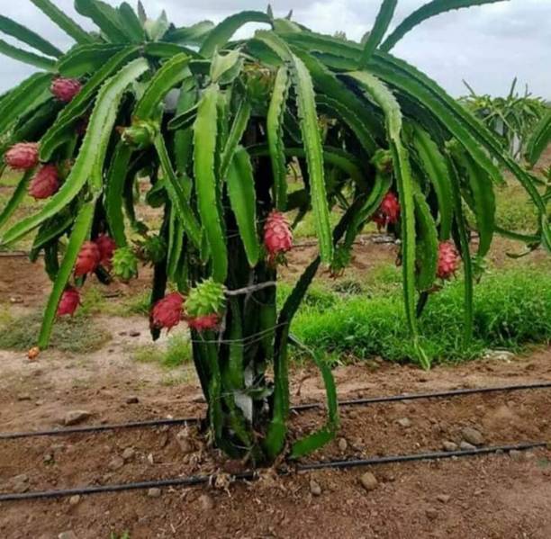GREENCITY Dragon Tree