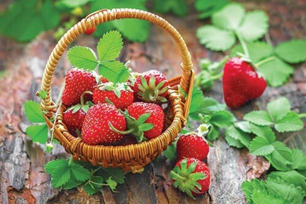 Cloud Farm Strawberry Plant