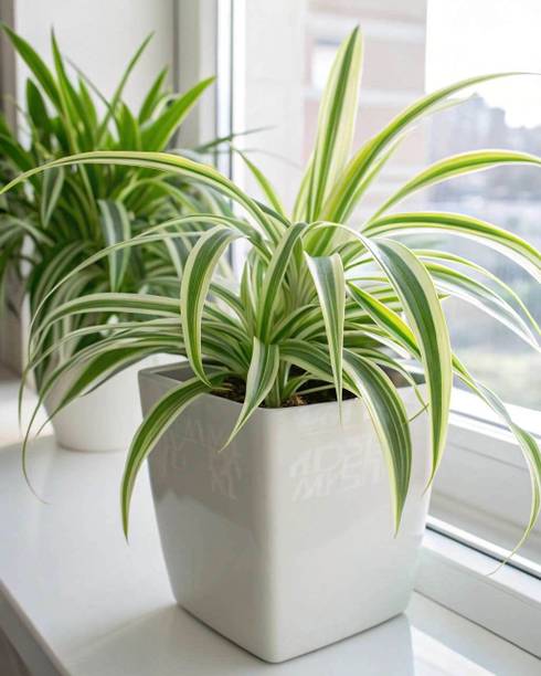 DEY CRAFT Spider Plant