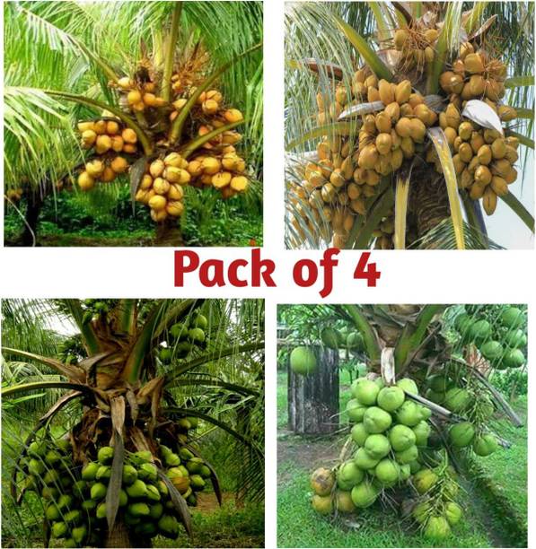 joybucks Coconut Plant